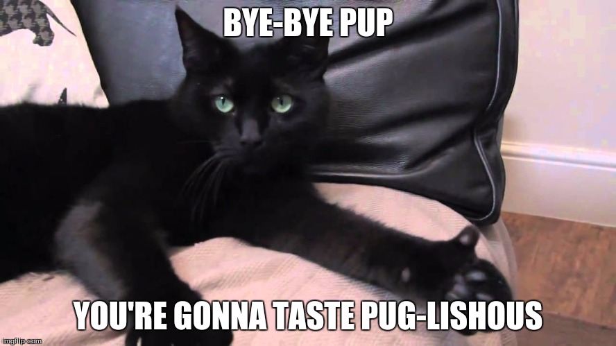 thumbs up cat | BYE-BYE PUP YOU'RE GONNA TASTE PUG-LISHOUS | image tagged in thumbs up cat | made w/ Imgflip meme maker