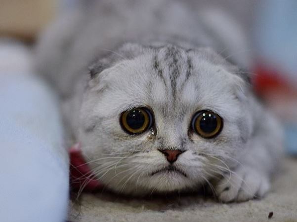 High Quality Bewildered Scottish Fold Blank Meme Template