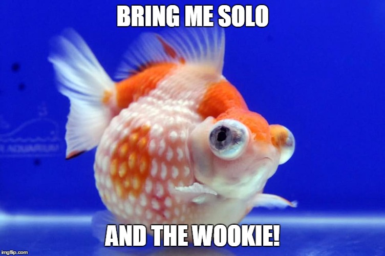 Fat goldfish demands... | BRING ME SOLO; AND THE WOOKIE! | image tagged in fat goldfish,fish,goldfish,fat,han solo,jabba the hutt | made w/ Imgflip meme maker