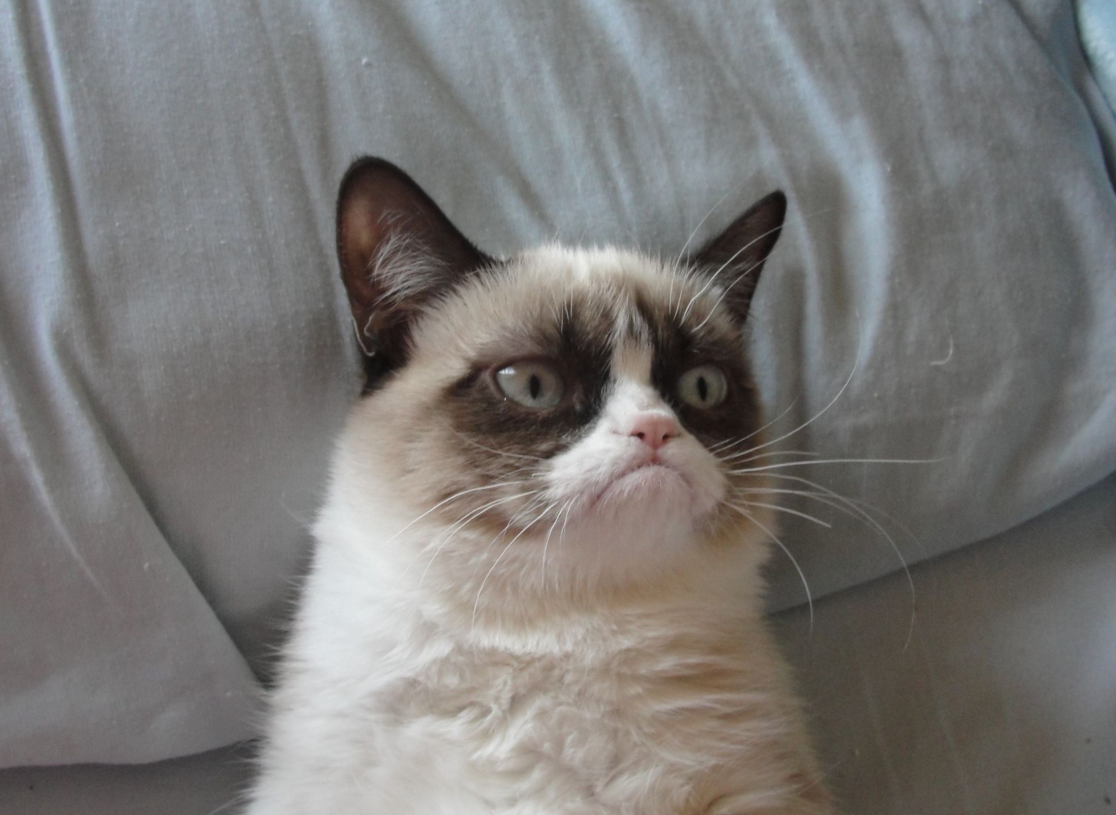 High Quality grumpycat Blank Meme Template