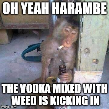 Drunken Ass monkey | OH YEAH HARAMBE; THE VODKA MIXED WITH WEED IS KICKING IN | image tagged in drunken ass monkey | made w/ Imgflip meme maker
