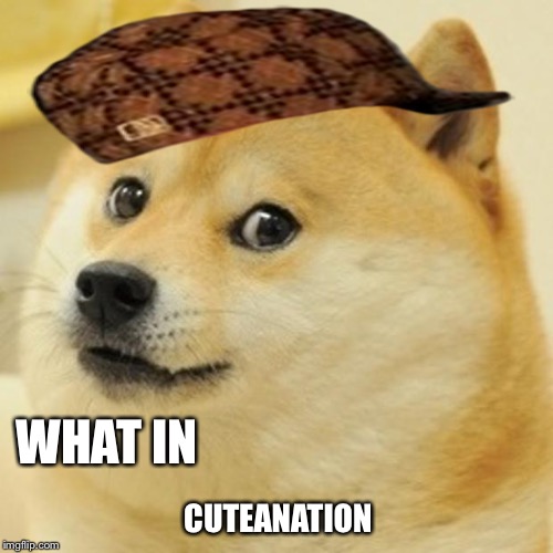 Doge |  WHAT IN; CUTEANATION | image tagged in memes,doge,scumbag | made w/ Imgflip meme maker