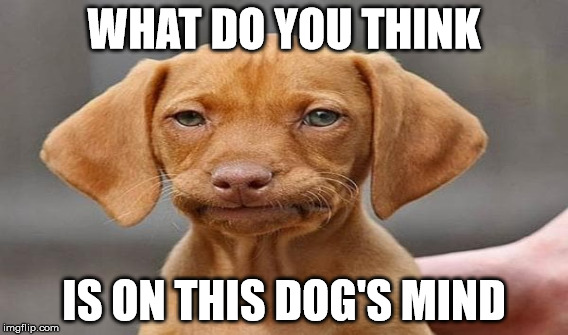 Dog's Expression 1 Meme | WHAT DO YOU THINK; IS ON THIS DOG'S MIND | image tagged in funny dogs | made w/ Imgflip meme maker