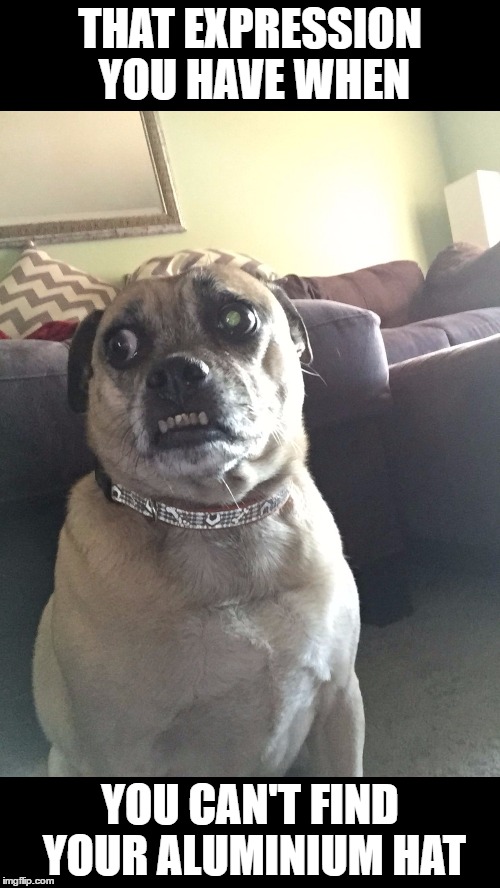 Paranoid Puggle | THAT EXPRESSION YOU HAVE WHEN; YOU CAN'T FIND YOUR ALUMINIUM HAT | image tagged in paranoid puggle | made w/ Imgflip meme maker