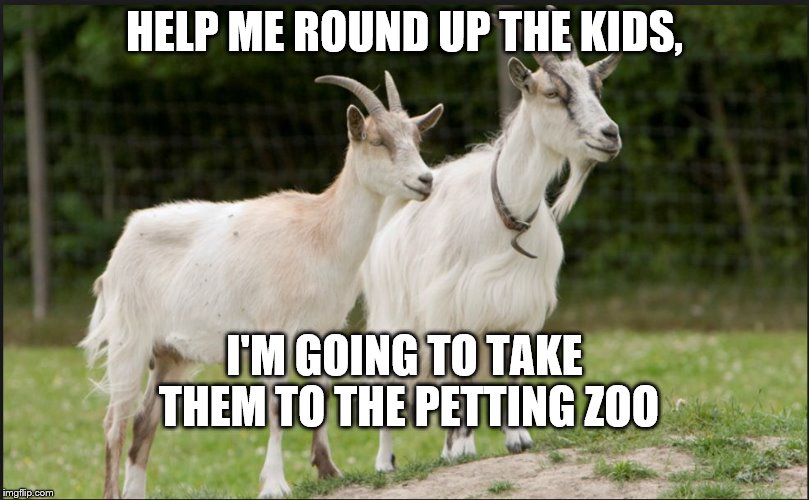 animals | HELP ME ROUND UP THE KIDS, I'M GOING TO TAKE THEM TO THE PETTING ZOO | image tagged in animals,goat memes,zoo,petting,cute animals,humor | made w/ Imgflip meme maker