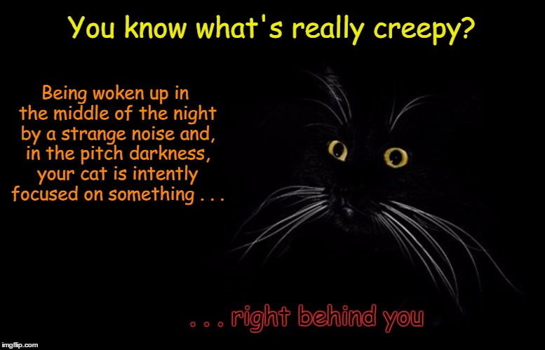 Definition of "Creepy" | You know what's really creepy? Being woken up in the middle of the night by a strange noise and, in the pitch darkness, your cat is intently focused on something . . . . . . right behind you | image tagged in funny meme,creepy,scary,wmp,cat,spooky | made w/ Imgflip meme maker