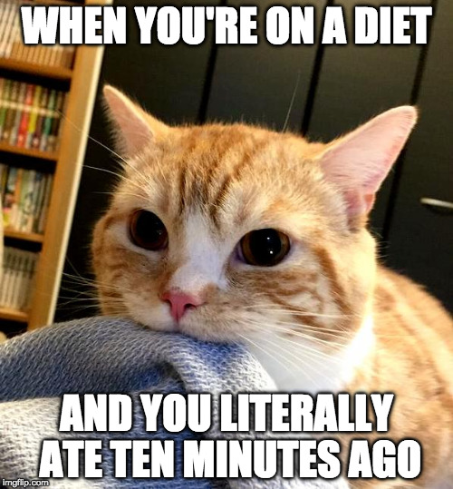 Diet tip: Pants can't get too tight if you don't wear any. | WHEN YOU'RE ON A DIET; AND YOU LITERALLY ATE TEN MINUTES AGO | image tagged in cat diet,diet,bacon,tip,pants | made w/ Imgflip meme maker