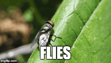FLIES | image tagged in gifs | made w/ Imgflip images-to-gif maker