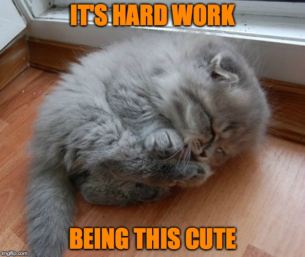 Hardworkin' Kitteh | IT'S HARD WORK; BEING THIS CUTE | image tagged in cute | made w/ Imgflip meme maker