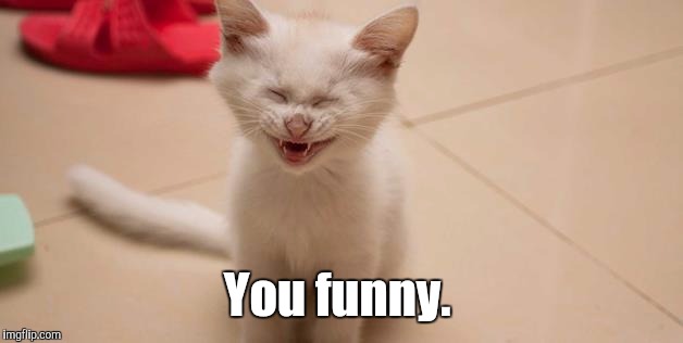 Cat Laughing | You funny. | image tagged in cat laughing | made w/ Imgflip meme maker