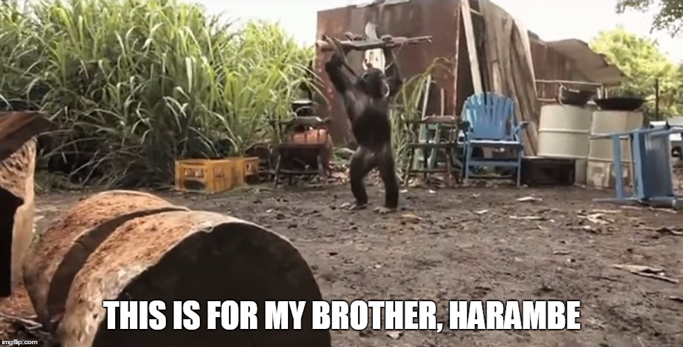 harambe jr. | THIS IS FOR MY BROTHER, HARAMBE | image tagged in harambe,guns,memes,animals,funny | made w/ Imgflip meme maker