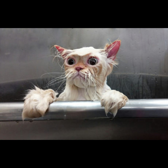 startled shower cat  Blank Meme Template