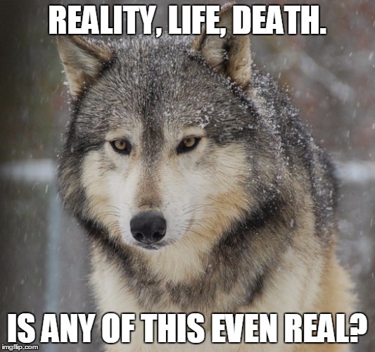 It's just a ride | REALITY, LIFE, DEATH. IS ANY OF THIS EVEN REAL? | image tagged in wolf meme hicks life carlin quote | made w/ Imgflip meme maker