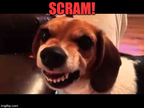 Grumpy Beagle Don't Like Selfies | SCRAM! | image tagged in grumpy beagle don't like selfies | made w/ Imgflip meme maker