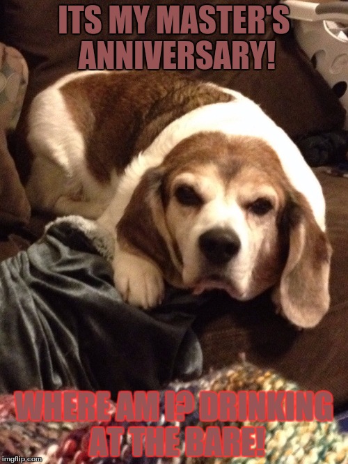 Grumpy Beagle | ITS MY MASTER'S ANNIVERSARY! WHERE AM I? DRINKING AT THE BARE! | image tagged in grumpy beagle | made w/ Imgflip meme maker