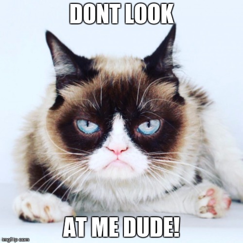 GrumpyCat | DONT LOOK; AT ME DUDE! | image tagged in grumpycat | made w/ Imgflip meme maker
