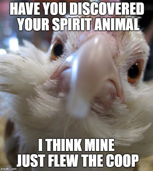 HAVE YOU DISCOVERED YOUR SPIRIT ANIMAL; I THINK MINE JUST FLEW THE COOP | image tagged in chicken,spirit animal | made w/ Imgflip meme maker