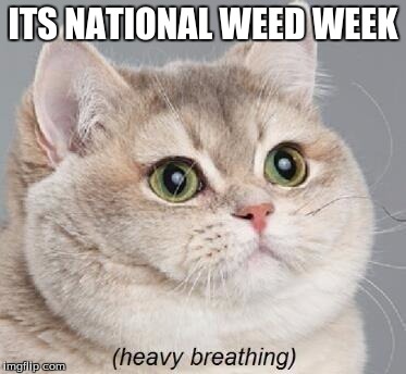 Heavy Breathing Cat Meme | ITS NATIONAL WEED WEEK | image tagged in memes,heavy breathing cat | made w/ Imgflip meme maker