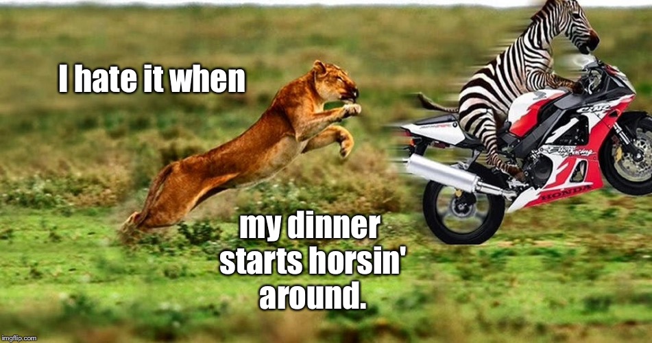 This is what happens in the jungle when a Lion loses his license | I hate it when; my dinner starts horsin' around. | image tagged in memes,zebra on motorcycle,lion chasing,funny meme,drsarcasm | made w/ Imgflip meme maker