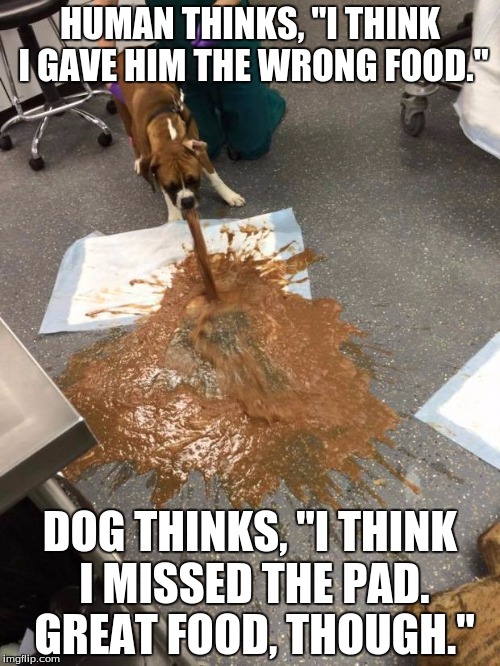 dog vomit | HUMAN THINKS, "I THINK I GAVE HIM THE WRONG FOOD."; DOG THINKS, "I THINK I MISSED THE PAD. GREAT FOOD, THOUGH." | image tagged in dog vomit | made w/ Imgflip meme maker
