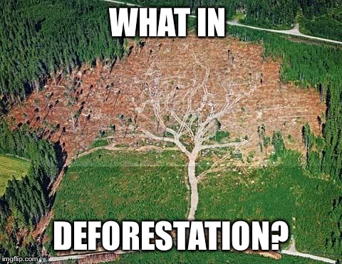 Deforestation | WHAT IN; DEFORESTATION? | image tagged in deforestation | made w/ Imgflip meme maker