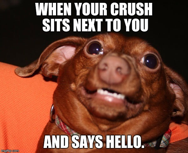 Uncomfortable dog animal  | WHEN YOUR CRUSH SITS NEXT TO YOU; AND SAYS HELLO. | image tagged in uncomfortable dog animal | made w/ Imgflip meme maker