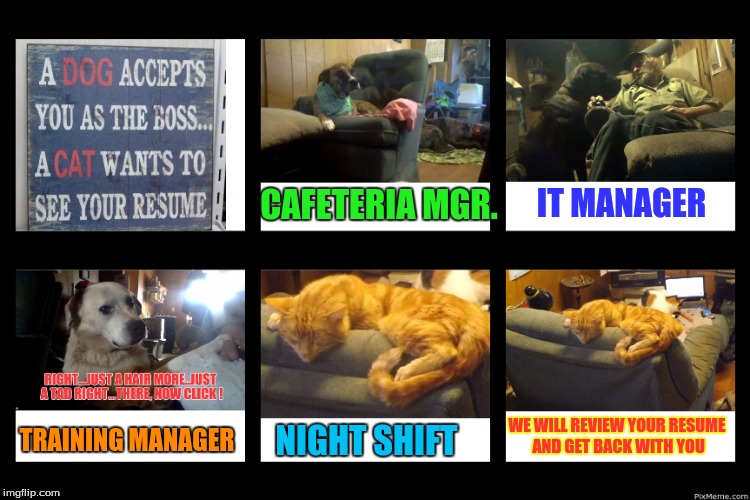 IT MANAGER; CAFETERIA MGR. TRAINING MANAGER; WE WILL REVIEW YOUR RESUME AND GET BACK WITH YOU; NIGHT SHIFT | image tagged in pets | made w/ Imgflip meme maker