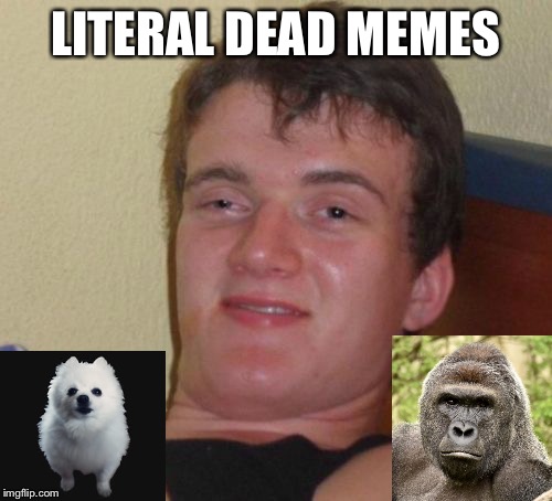 10 Guy Meme | LITERAL DEAD MEMES | image tagged in memes,10 guy | made w/ Imgflip meme maker