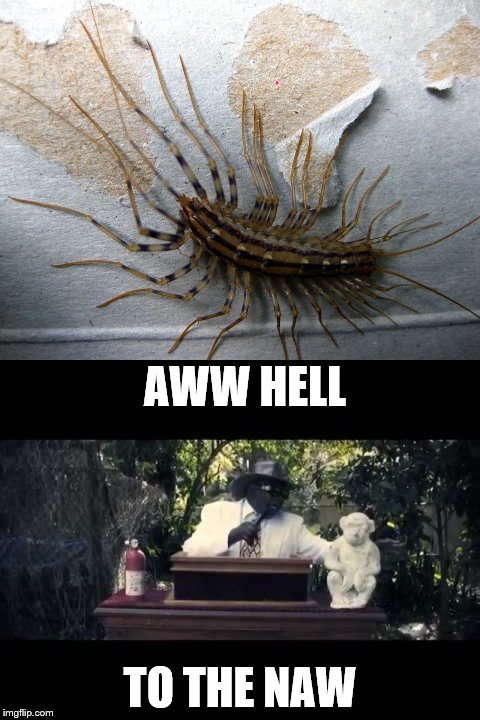 house centipede - Imgflip