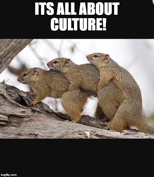 Squirrels having threesomes | ITS ALL ABOUT CULTURE! | image tagged in squirrels having threesomes | made w/ Imgflip meme maker