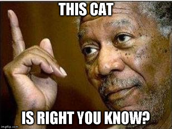 THIS CAT IS RIGHT YOU KNOW? | made w/ Imgflip meme maker
