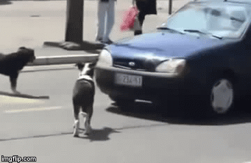 Snarled Up In Traffic | image tagged in gifs,bad pun dogs | made w/ Imgflip video-to-gif maker