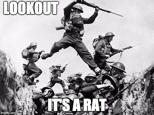 Trench Pests | LOOKOUT; IT'S A RAT | image tagged in wwi,trench warfare | made w/ Imgflip meme maker