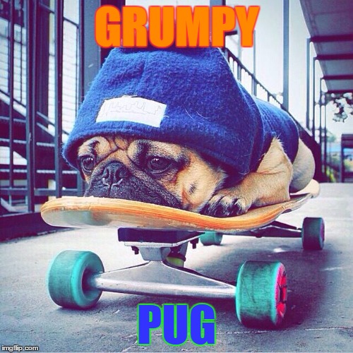 Grumpy Pug | GRUMPY; PUG | image tagged in pugs,memes,cute,skateboarding | made w/ Imgflip meme maker