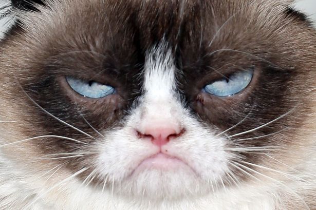 grumpy cats face Blank Meme Template