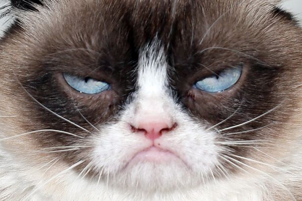 Angry Cat Face Blank Template - Imgflip