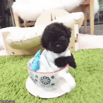 A cup of cuteness | image tagged in gifs,cuteness | made w/ Imgflip video-to-gif maker