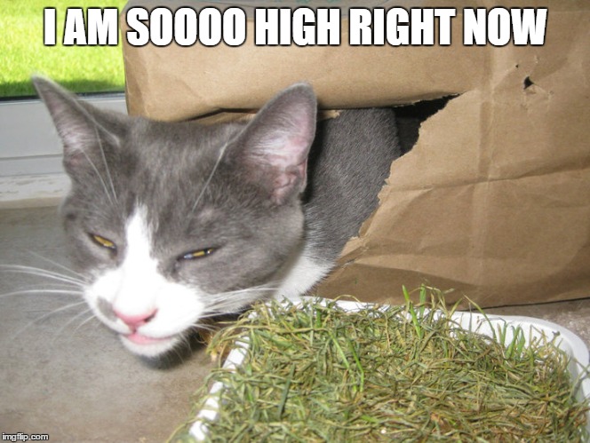 High Cat | I AM SOOOO HIGH RIGHT NOW | image tagged in cat,stoned,catnip,weed,high | made w/ Imgflip meme maker