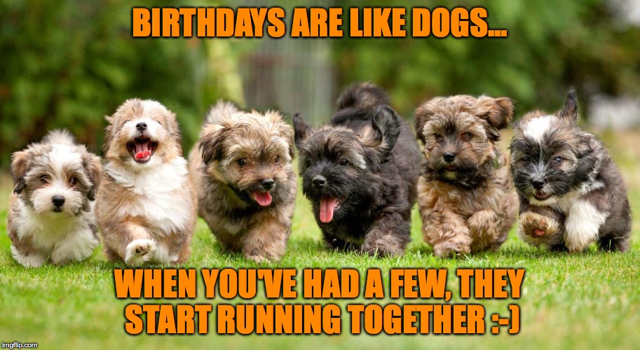 Birthdays | BIRTHDAYS ARE LIKE DOGS... WHEN YOU'VE HAD A FEW, THEY START RUNNING TOGETHER :-) | image tagged in lotsa puppies | made w/ Imgflip meme maker