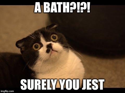 Confused Cats Cake Day | A BATH?!?! SURELY YOU JEST | image tagged in confused cats cake day | made w/ Imgflip meme maker