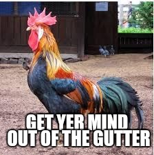 Cock Rooster | GET YER MIND OUT OF THE GUTTER | image tagged in cock rooster | made w/ Imgflip meme maker