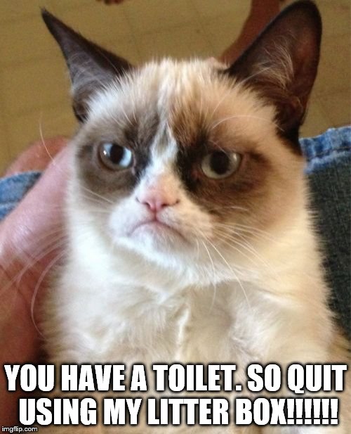 Grumpy Cat Meme | YOU HAVE A TOILET. SO QUIT USING MY LITTER BOX!!!!!! | image tagged in memes,grumpy cat | made w/ Imgflip meme maker