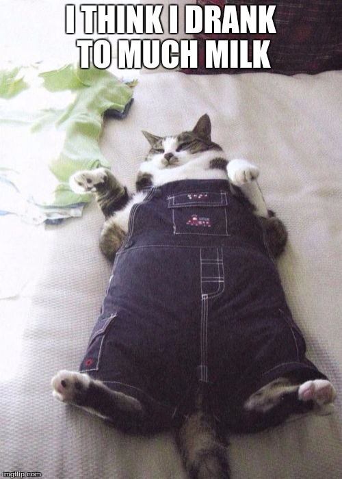 Fat Cat Meme | I THINK I DRANK TO MUCH MILK | image tagged in memes,fat cat | made w/ Imgflip meme maker