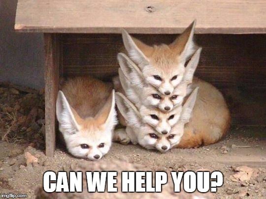 CAN WE HELP YOU? | image tagged in fennec fox | made w/ Imgflip meme maker