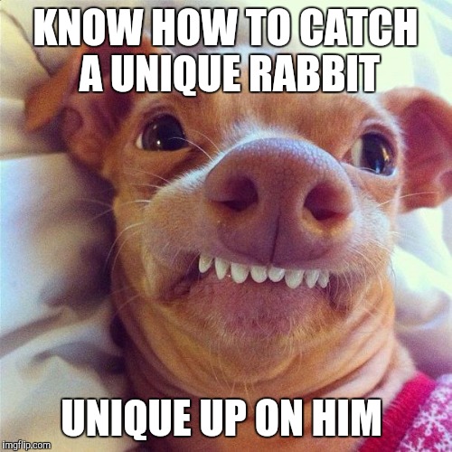 Pheven  | KNOW HOW TO CATCH A UNIQUE RABBIT; UNIQUE UP ON HIM | image tagged in pheven | made w/ Imgflip meme maker