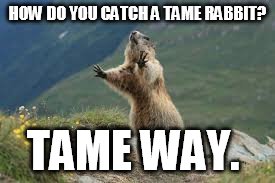 HOW DO YOU CATCH A TAME RABBIT? TAME WAY. | made w/ Imgflip meme maker