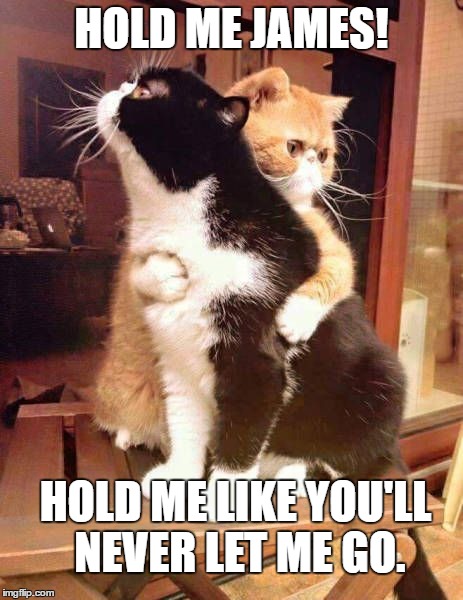 Hold Me James | HOLD ME JAMES! HOLD ME LIKE YOU'LL NEVER LET ME GO. | image tagged in cats,hugging,cute,love,pets,holding | made w/ Imgflip meme maker
