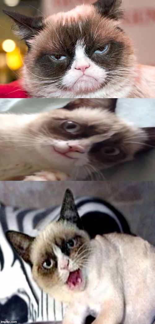 High Quality Bad Pun Grumpy Cat Blank Meme Template
