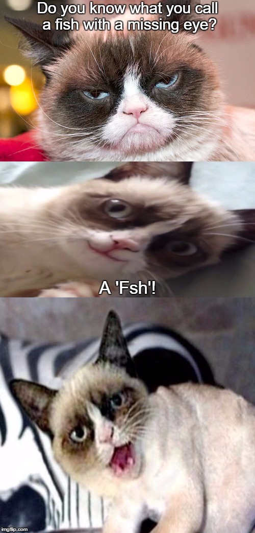 Bad Pun Grumpy Cat  | Do you know what you call a fish with a missing eye? A 'Fsh'! | image tagged in bad pun grumpy cat,grumpy cat | made w/ Imgflip meme maker