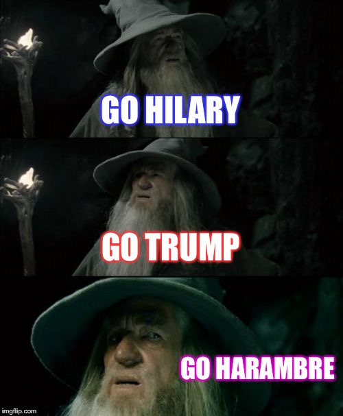 Confused Gandalf | GO HILARY; GO TRUMP; GO HARAMBRE | image tagged in memes,confused gandalf | made w/ Imgflip meme maker
